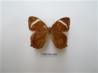 藏品(台灣黛眼蝶)的圖片